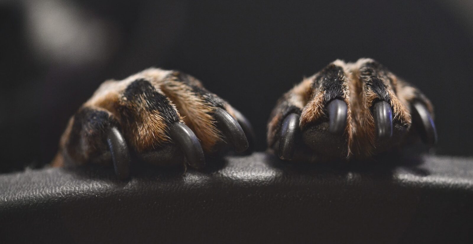 brown and black animal paw