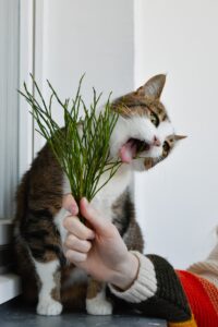 person holding green plant with brown and white cat