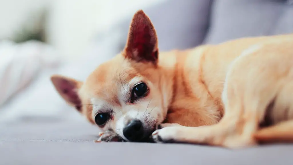 tan chihuahua lying on couch