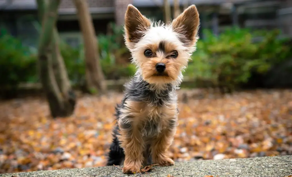 black and tan yorkshire terrier puppy on ground during daytime