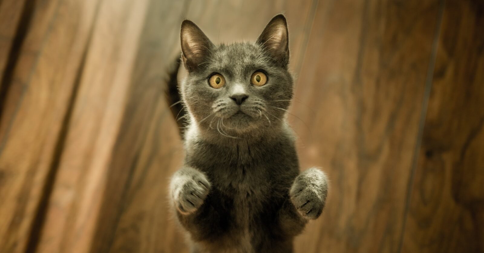 gray cat standing in two feet